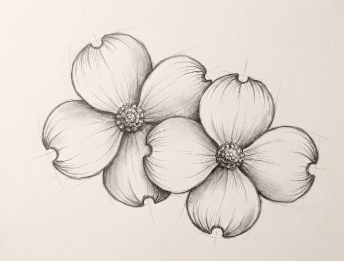 Minimalist line art drawing of two overlapping dogwood flower blossoms