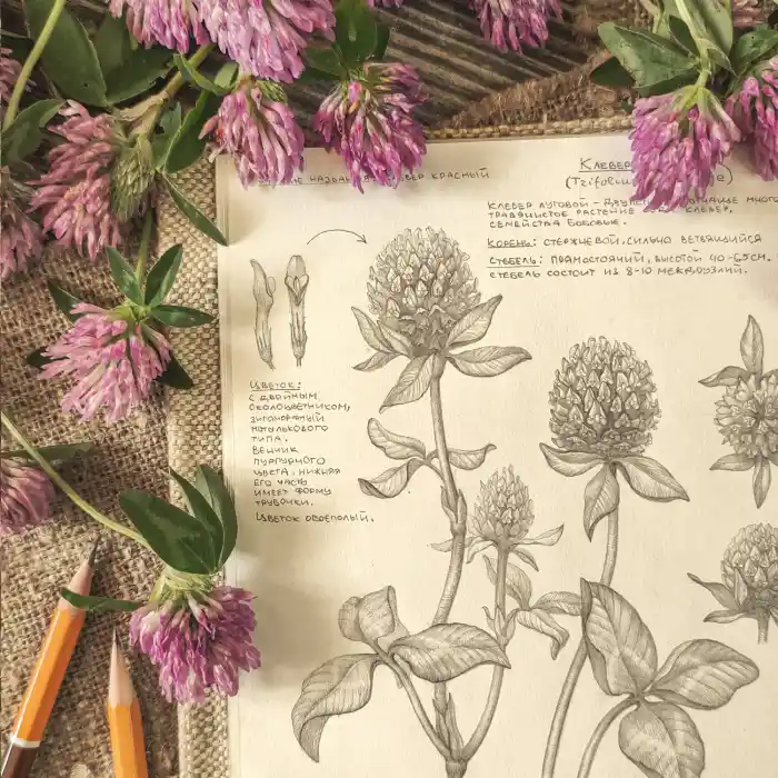Botanical Red Clover Sketchbook Study with Handwritten Notes