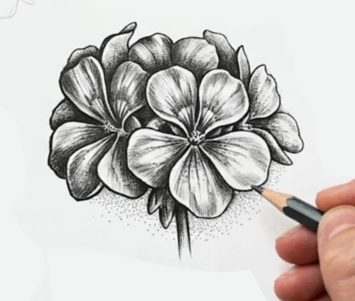 Black and white geranium drawing featuring detailed flower petals, leaves, stems, and natural pencil shading.