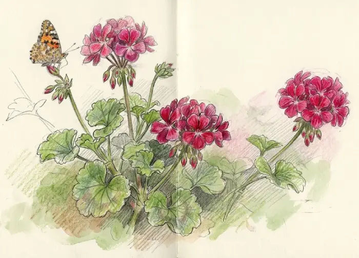 Geranium flower drawing with a butterfly resting near the blooming petals