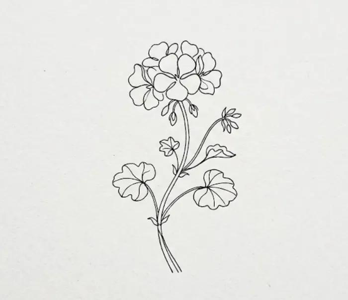 Minimalist geranium flower drawing with simple petals, clean lines, and delicate leaves