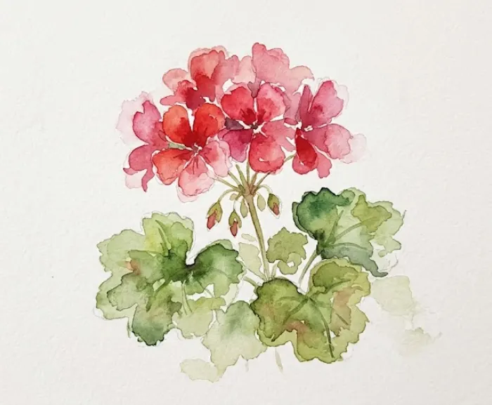 Simple watercolor geranium painting with soft petals, green leaves, and delicate stems